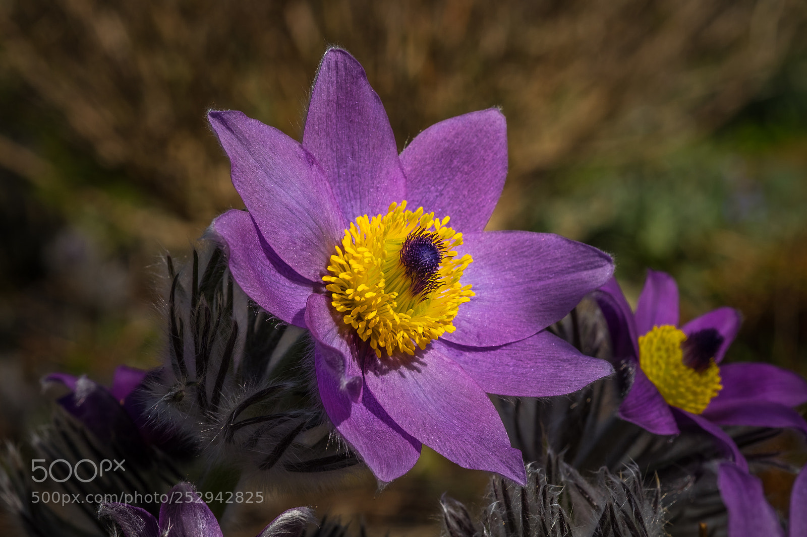 Fujifilm X-T1 sample photo. K chenschelle oder auch photography