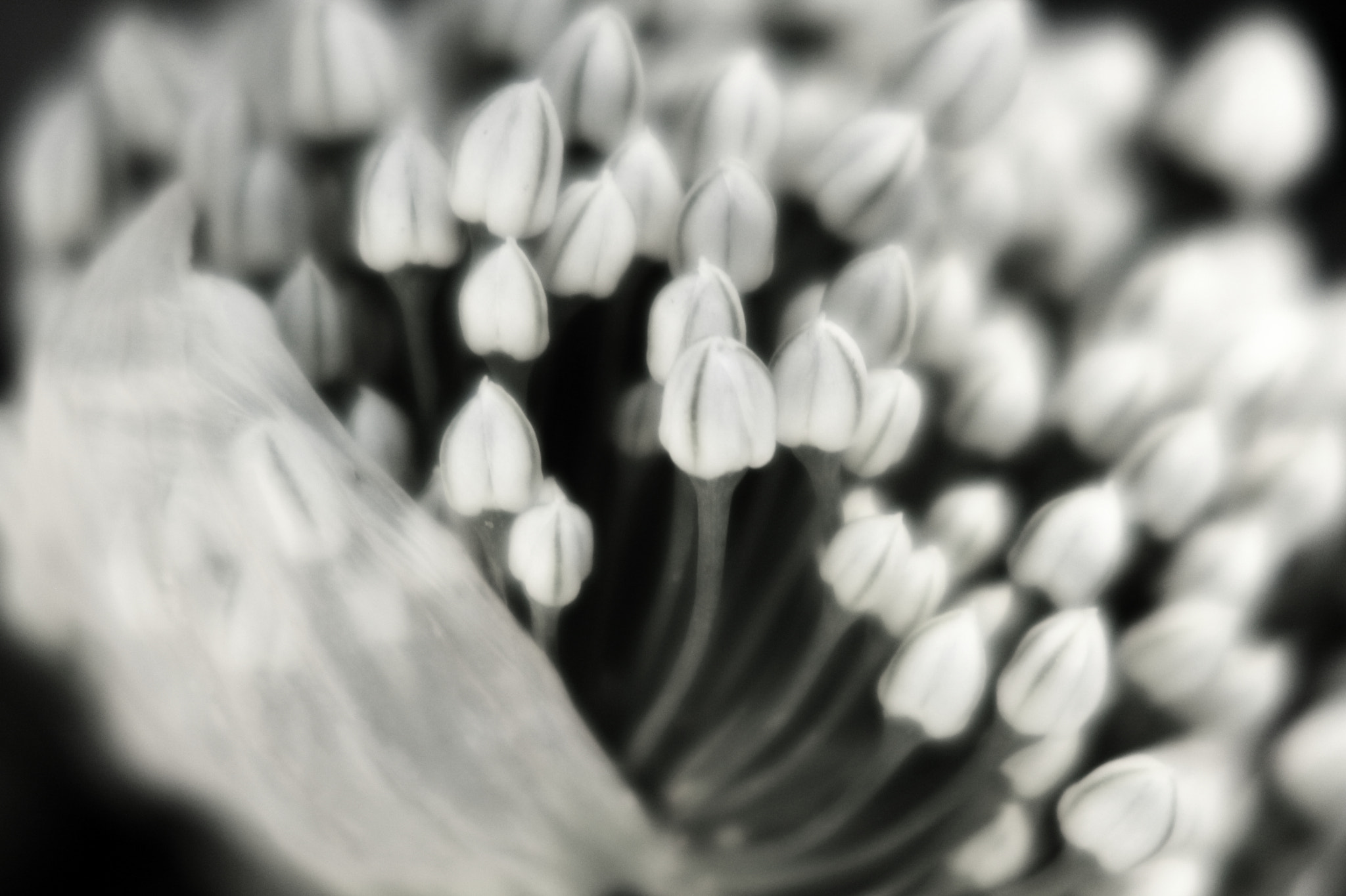 Canon EOS 700D (EOS Rebel T5i / EOS Kiss X7i) sample photo. Bursting out photography