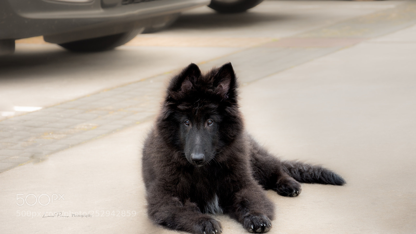 Nikon D7200 sample photo. Belgian shepherd groenendael photography
