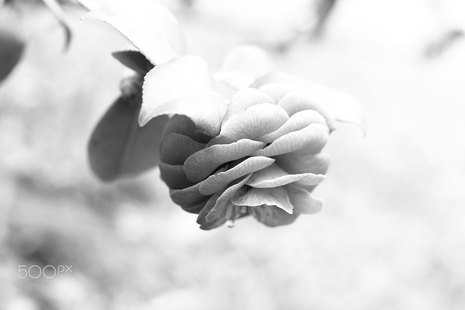 Canon EOS 60D + Canon EF 50mm F1.4 USM sample photo. Spring flowers photography
