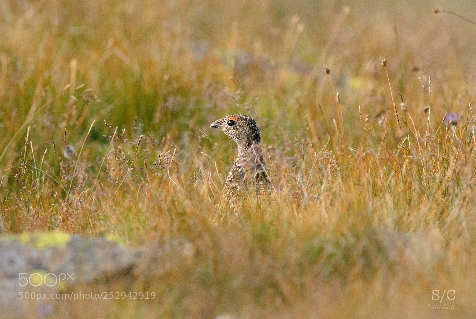 Nikon D80 sample photo. Rock ptarmigan #2 photography