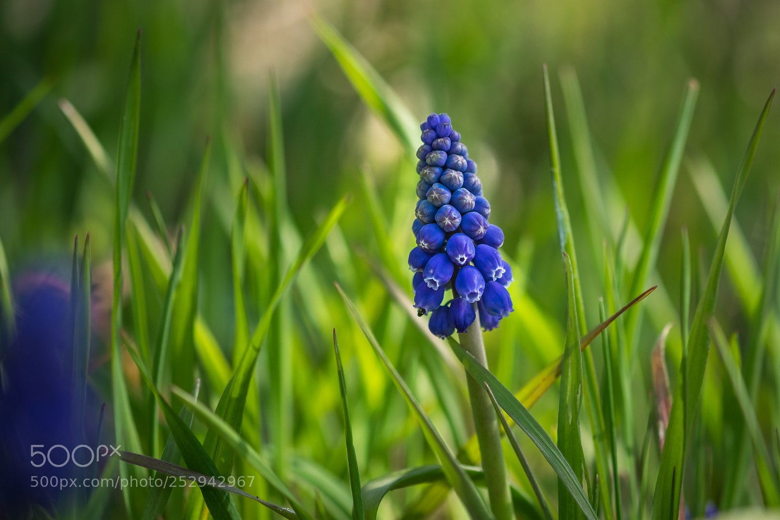 Fujifilm X-T1 sample photo. Traubenhyazinthen (muscari) photography