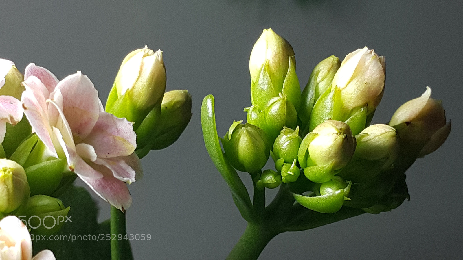 Samsung Galaxy Note4 sample photo. 282 photography