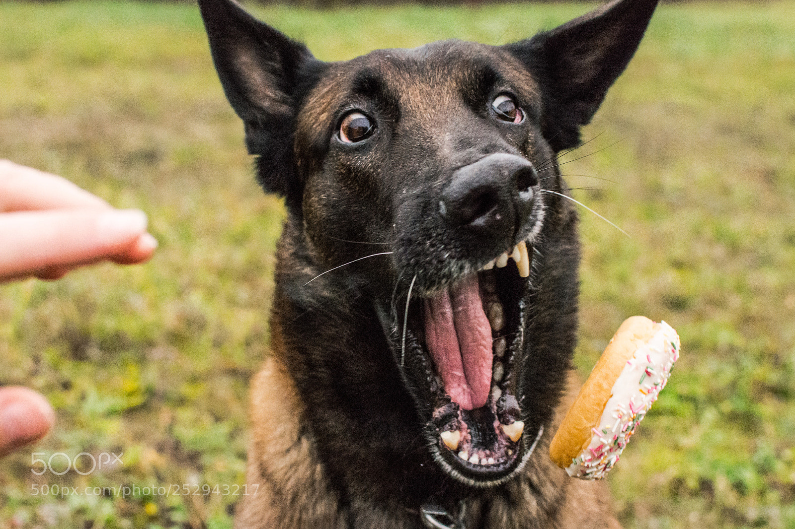 Nikon D7200 sample photo. Donut! photography