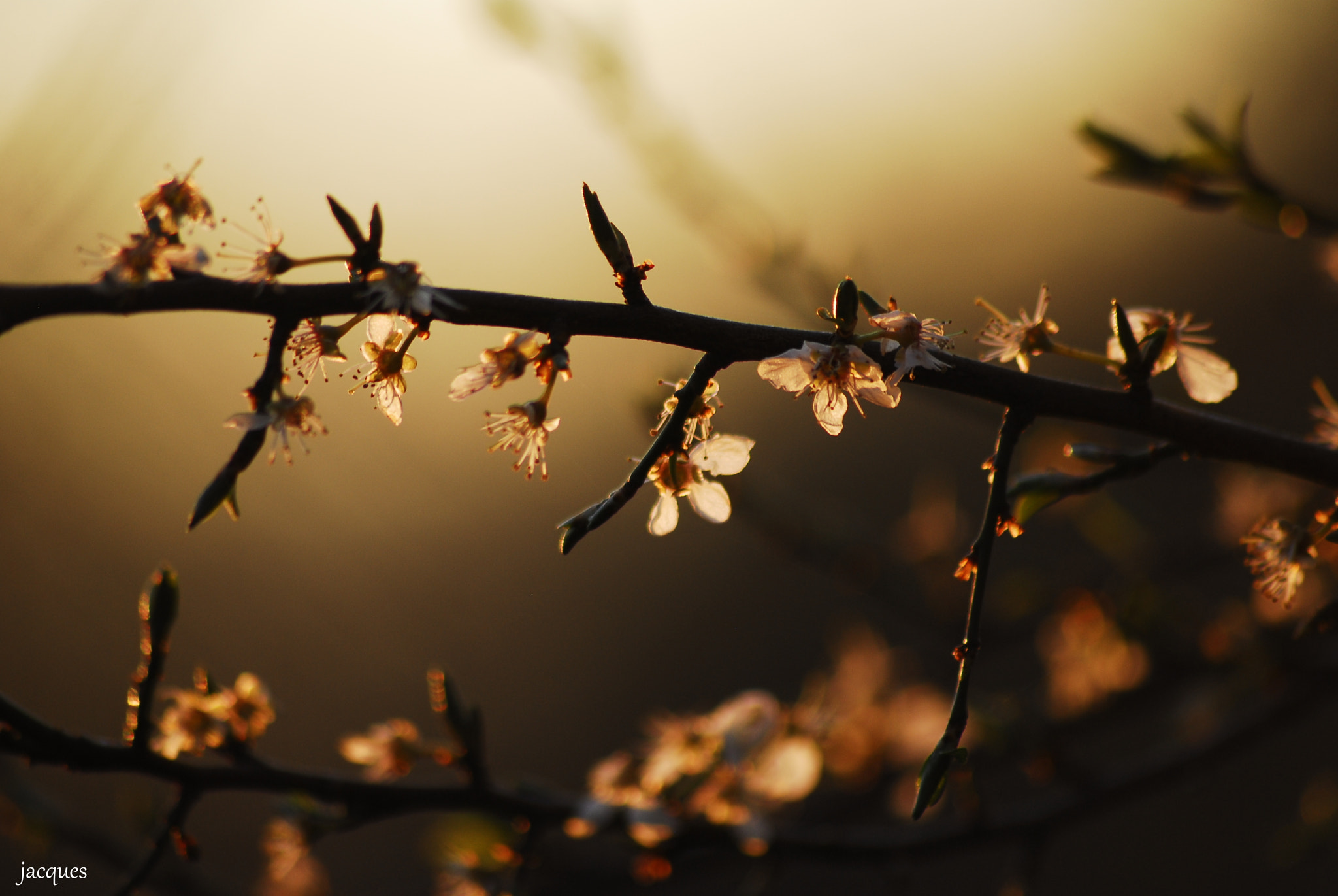 Nikon D200 + Sigma 70-300mm F4-5.6 APO DG Macro sample photo. Blooming photography