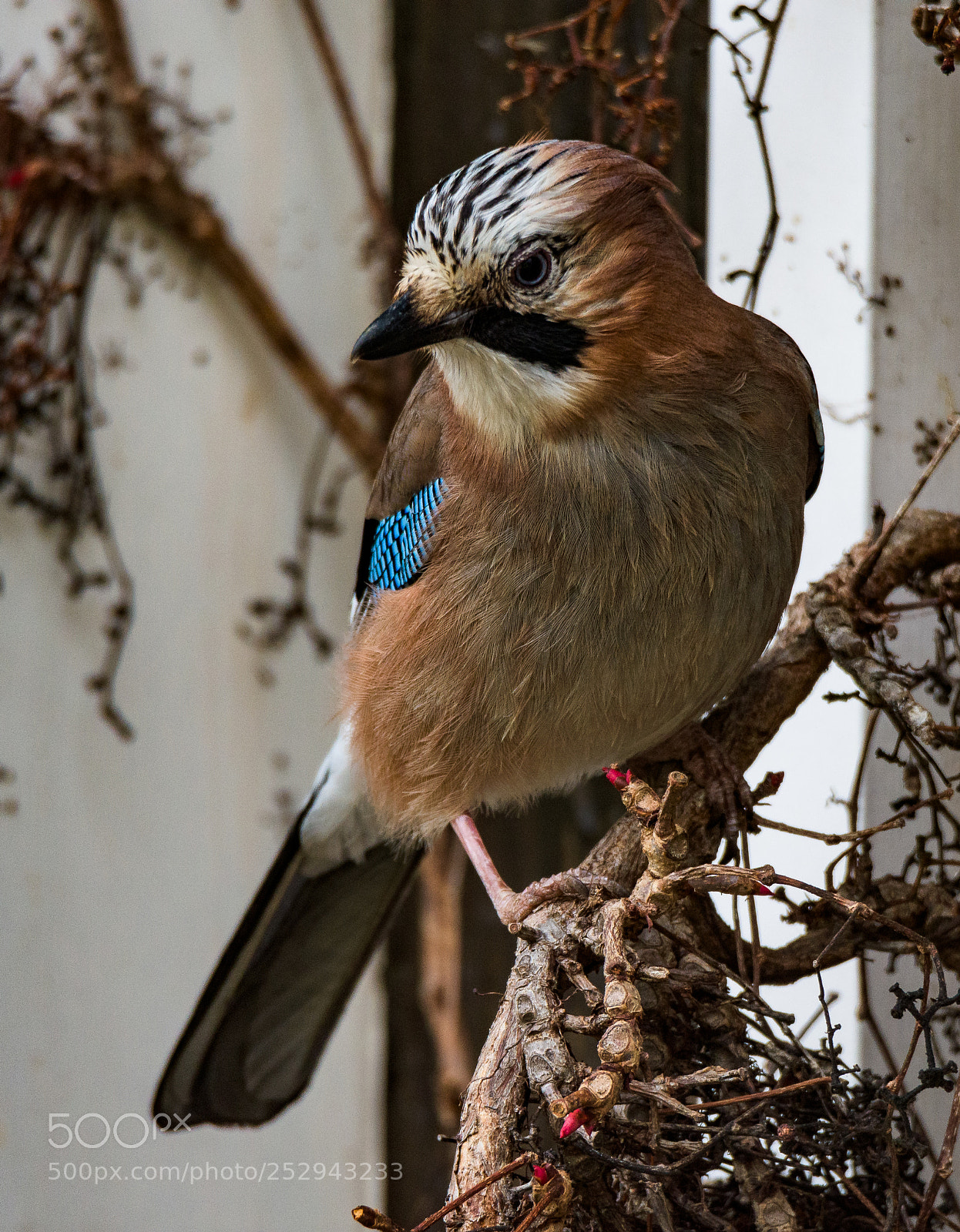 Nikon D7200 sample photo. Eurasian jay photography