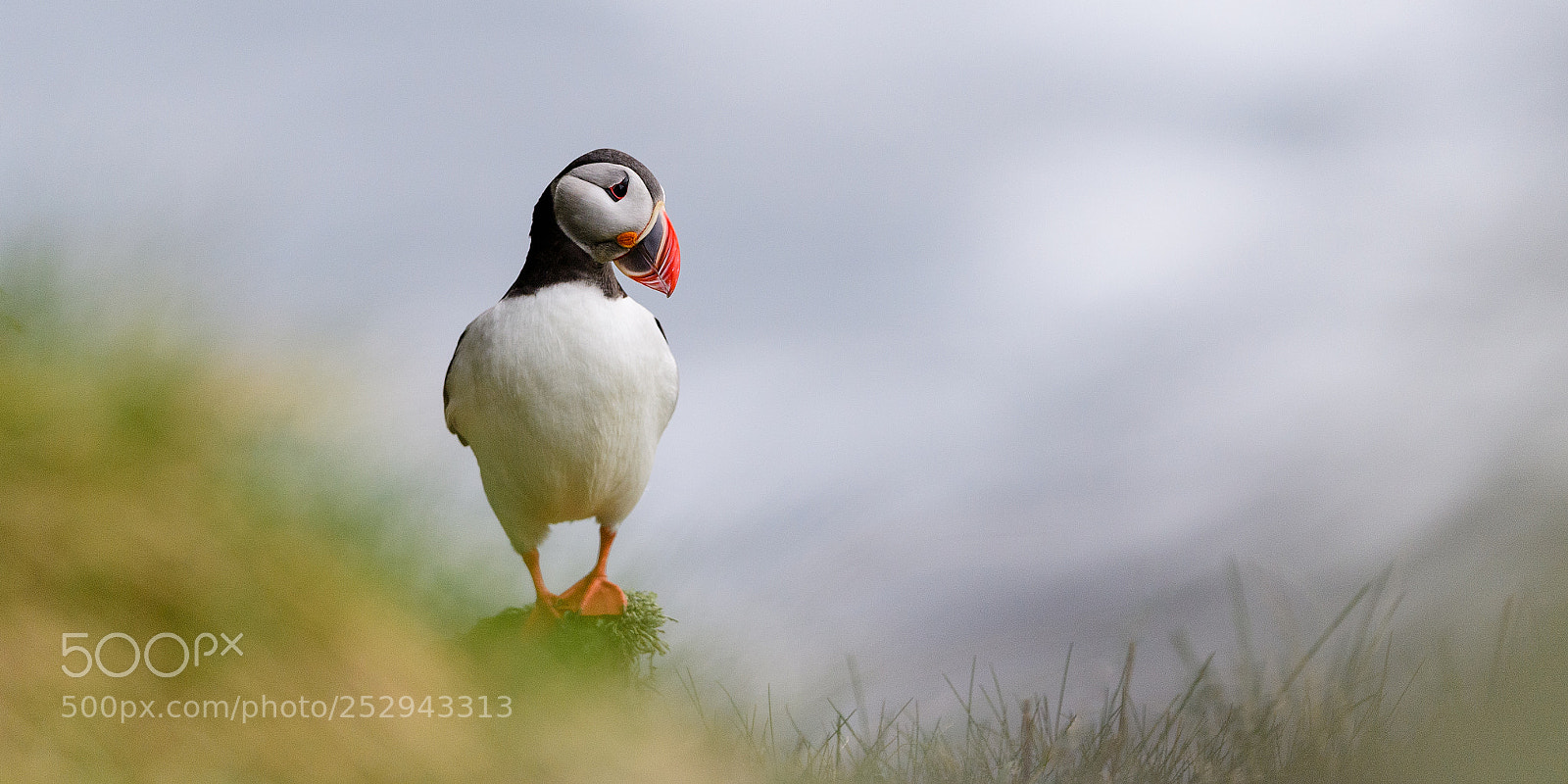 Nikon D5 sample photo. Atlantic puffin (fratercula arctica) photography
