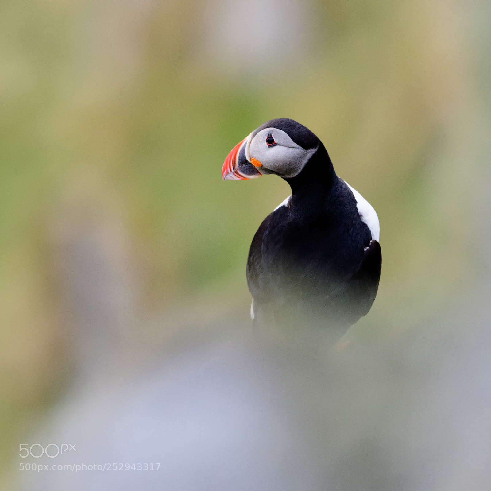 Nikon D5 sample photo. Atlantic puffin (fratercula arctica) photography