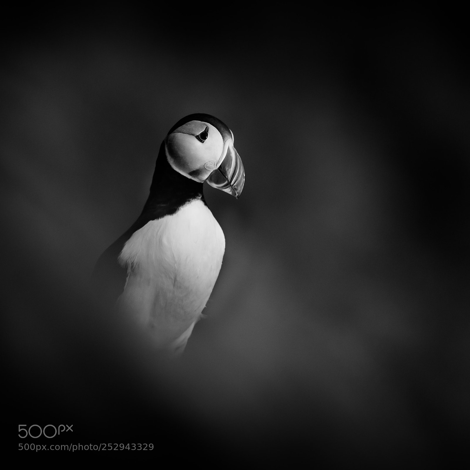 Nikon D5 sample photo. Atlantic puffin (fratercula arctica) photography