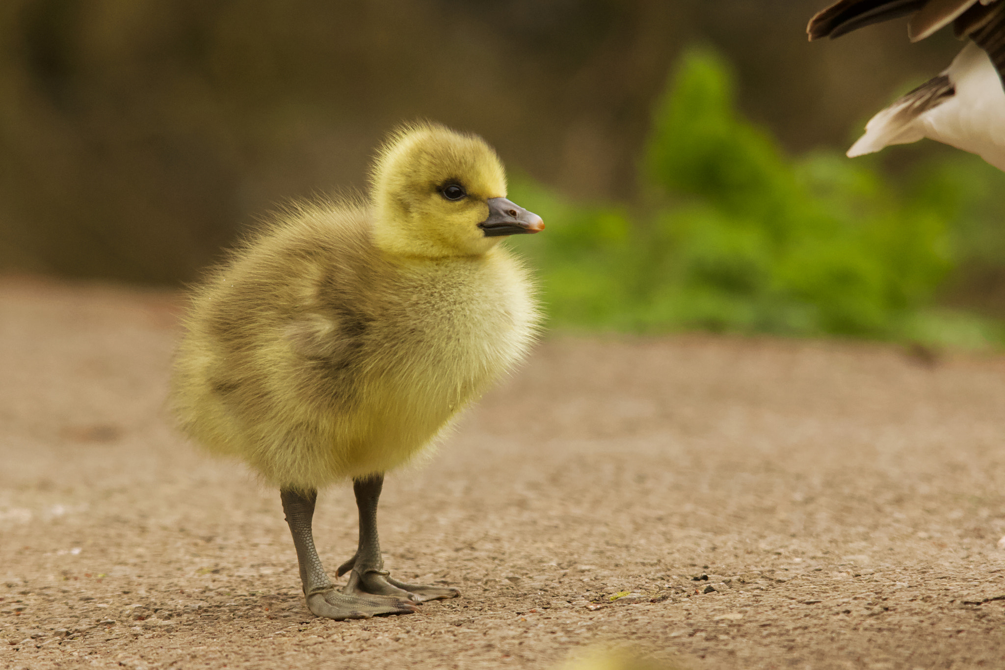 Canon EOS 70D + Sigma 150-500mm F5-6.3 DG OS HSM sample photo. Grey lag goose gosling photography