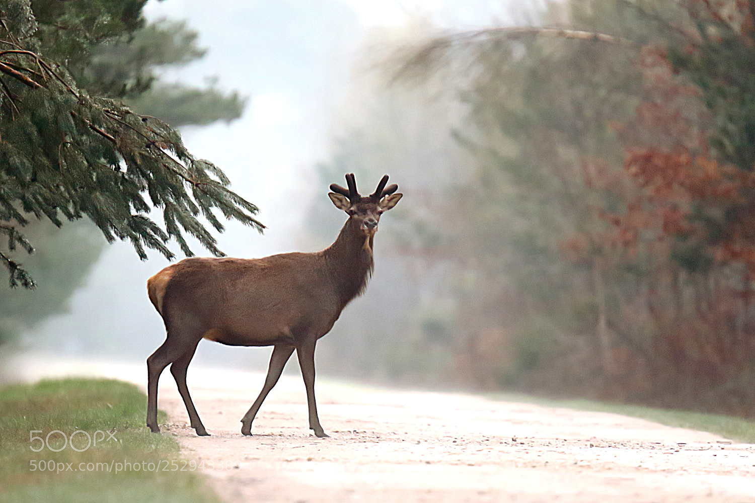 Canon EOS 7D Mark II sample photo. Cerf aux bois de photography