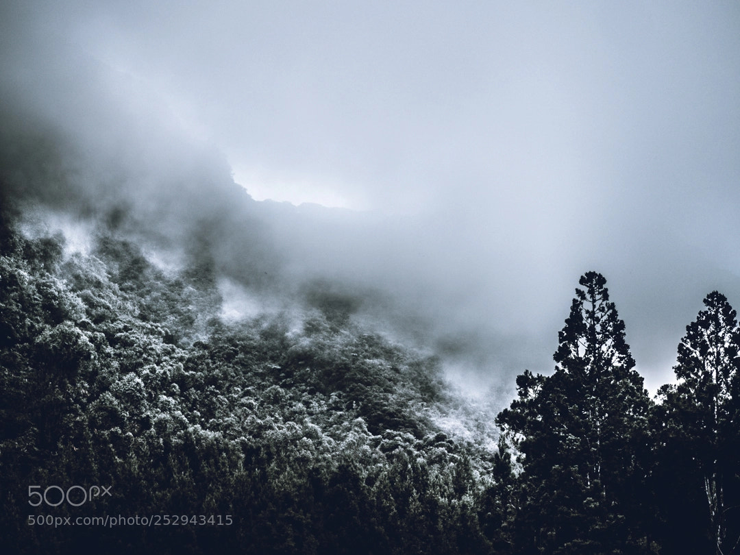 Olympus OM-D E-M10 II sample photo. Forest in the mist photography