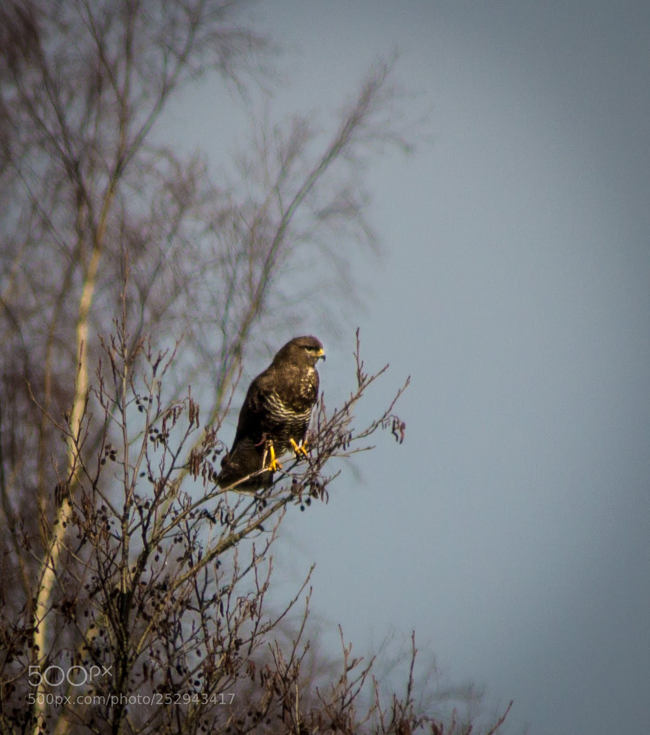 Canon EOS 600D (Rebel EOS T3i / EOS Kiss X5) sample photo. Hawk photography
