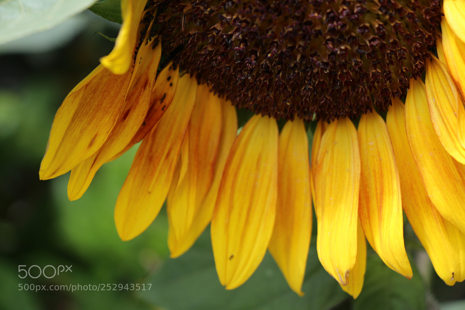Canon EOS 700D (EOS Rebel T5i / EOS Kiss X7i) sample photo. Img photography