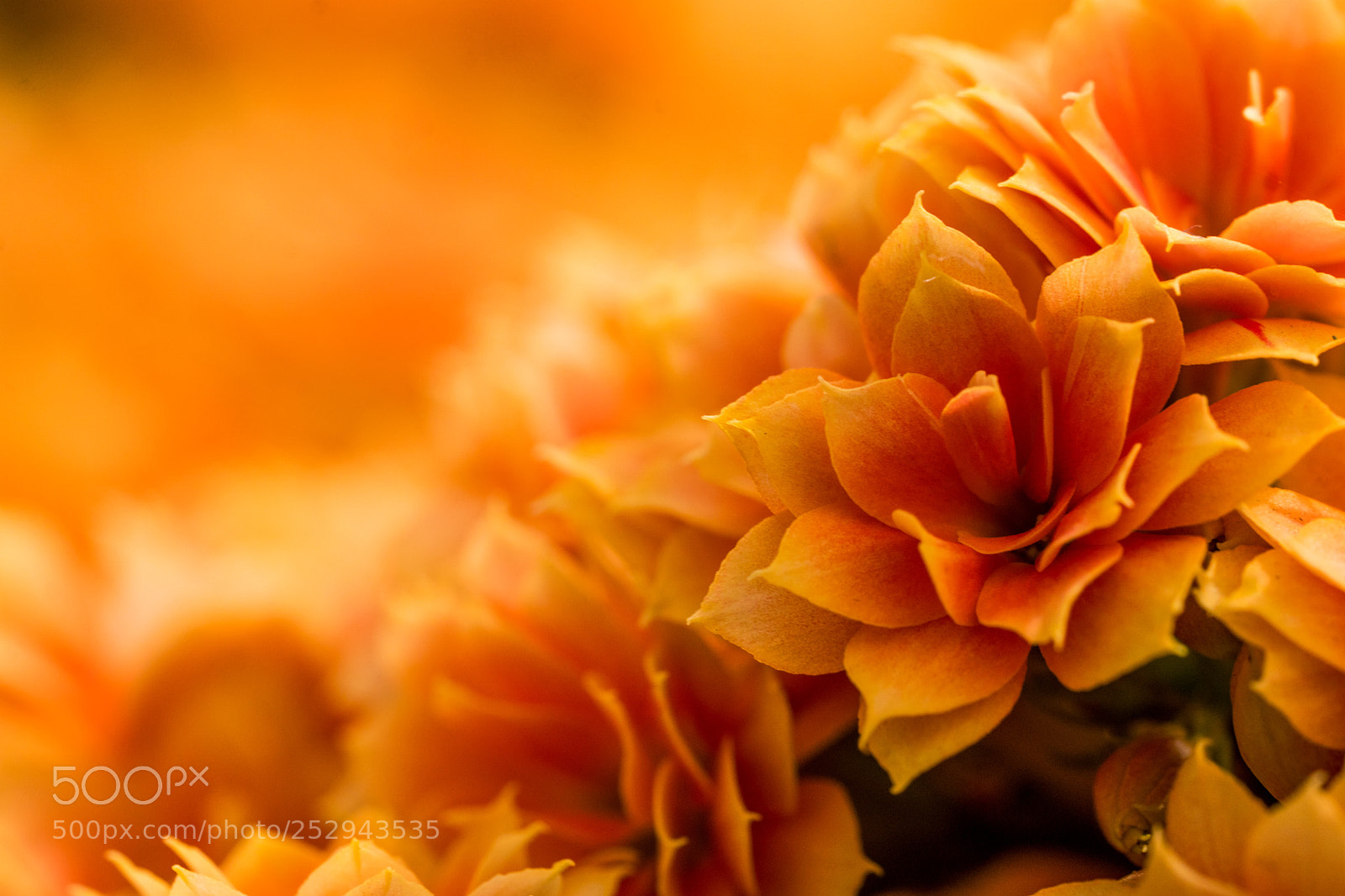 Sony a6300 sample photo. Orange spring blooming photography
