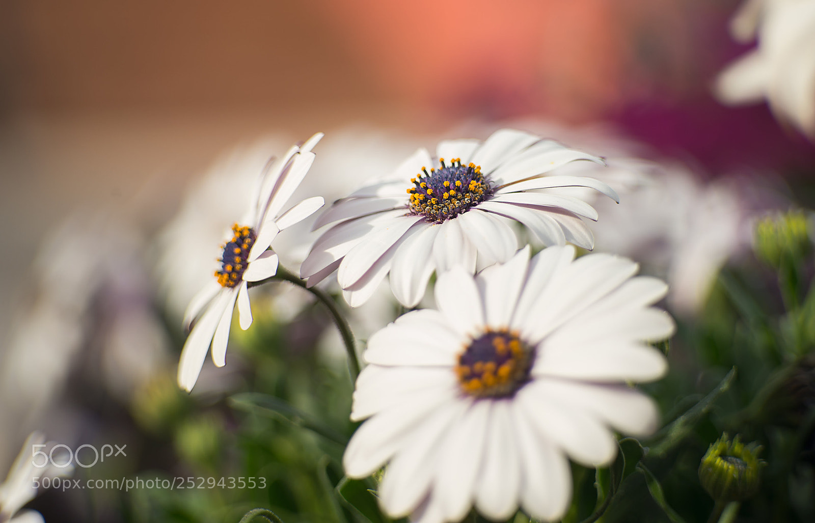 Nikon D610 sample photo. Untitled photography
