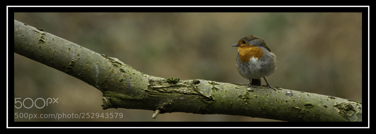 Nikon D7100 sample photo. Branching out photography