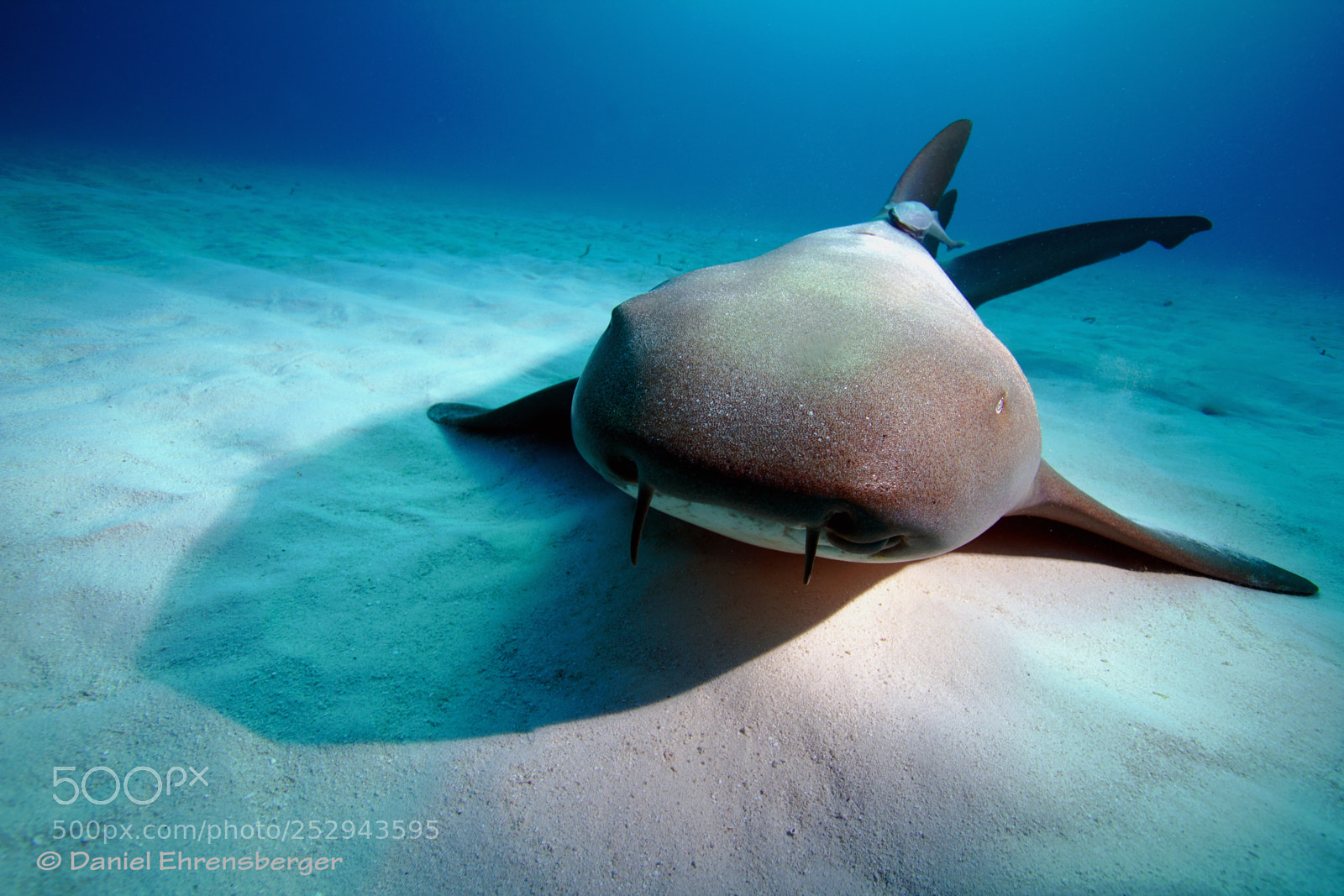 Canon EOS 550D (EOS Rebel T2i / EOS Kiss X4) sample photo. Posing nurse shark photography
