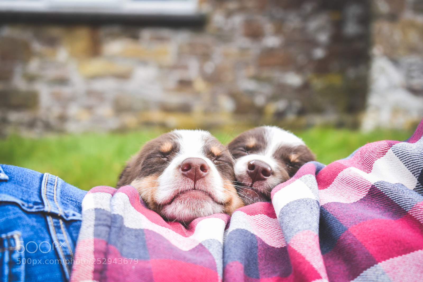 Nikon D5600 sample photo. Sleeping puppies photography