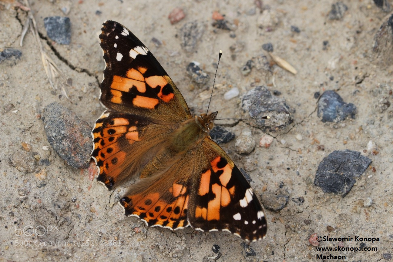 Canon EOS 700D (EOS Rebel T5i / EOS Kiss X7i) sample photo. Butterfly vanessa cardui on photography