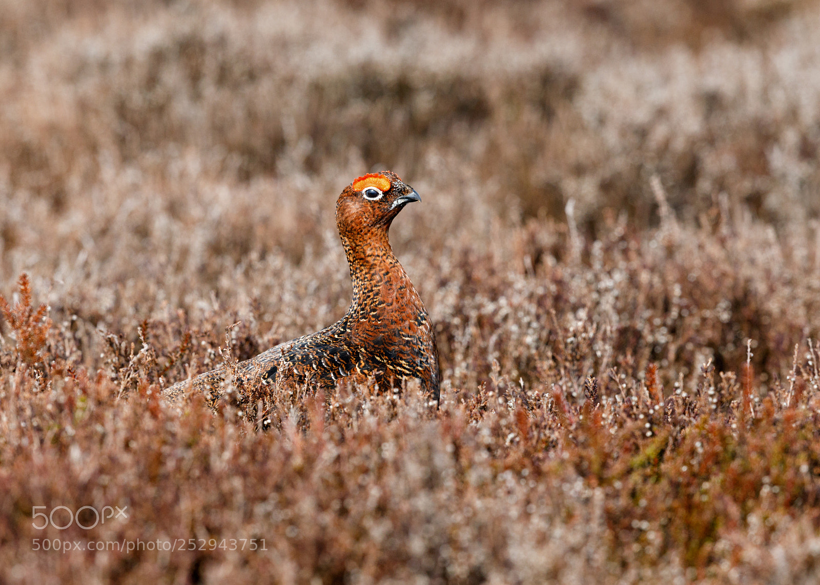 Canon EOS 5D Mark IV sample photo. Red grouse photography