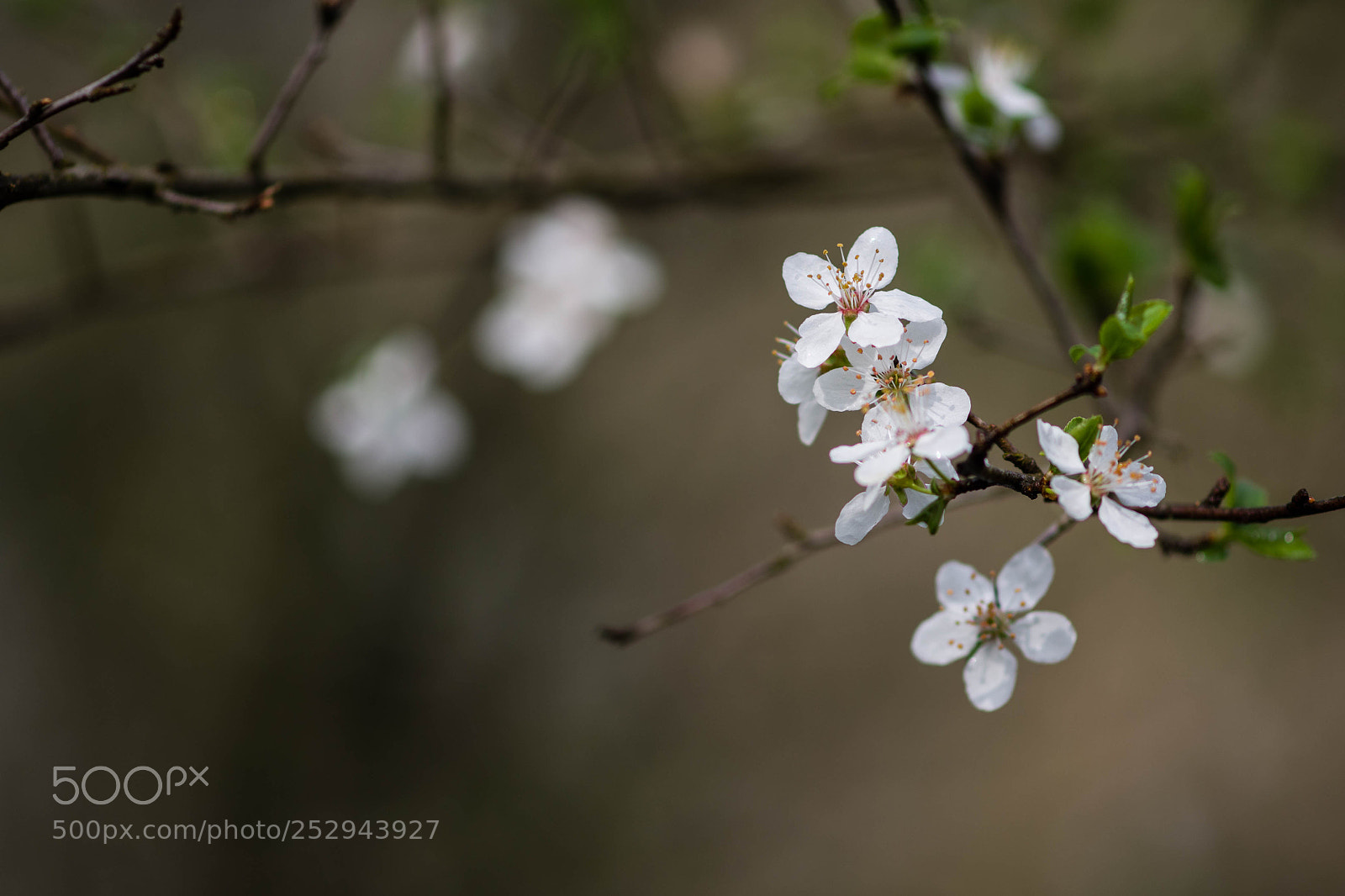 Nikon D7200 sample photo. Spring is here photography
