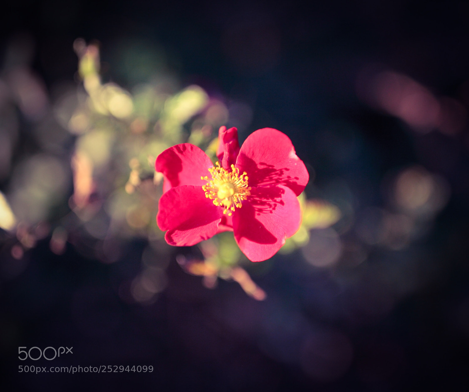 Canon EOS 5D Mark II sample photo. Only you photography