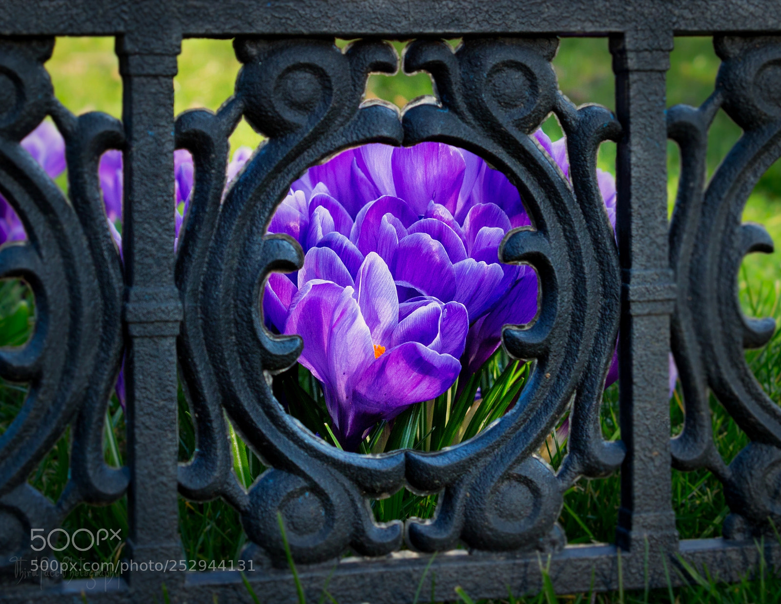 Canon EOS 650D (EOS Rebel T4i / EOS Kiss X6i) sample photo. Crocus focus photography