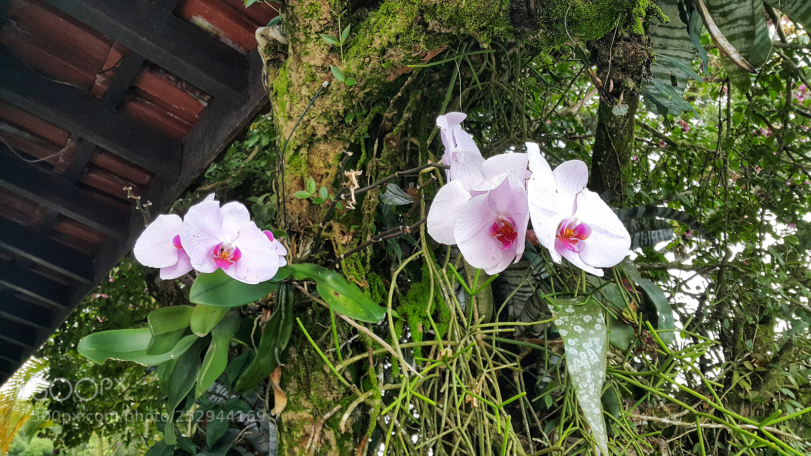 Samsung Galaxy Note4 sample photo. Beauty photography