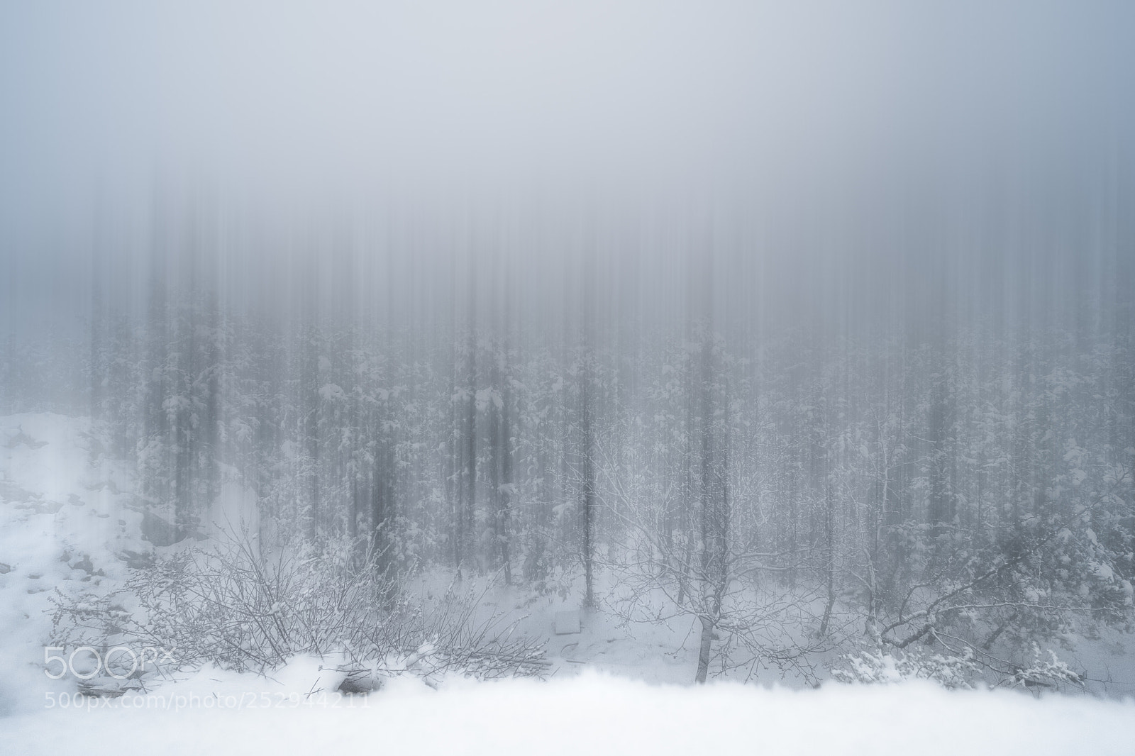 Fujifilm X-Pro1 sample photo. Trees photography