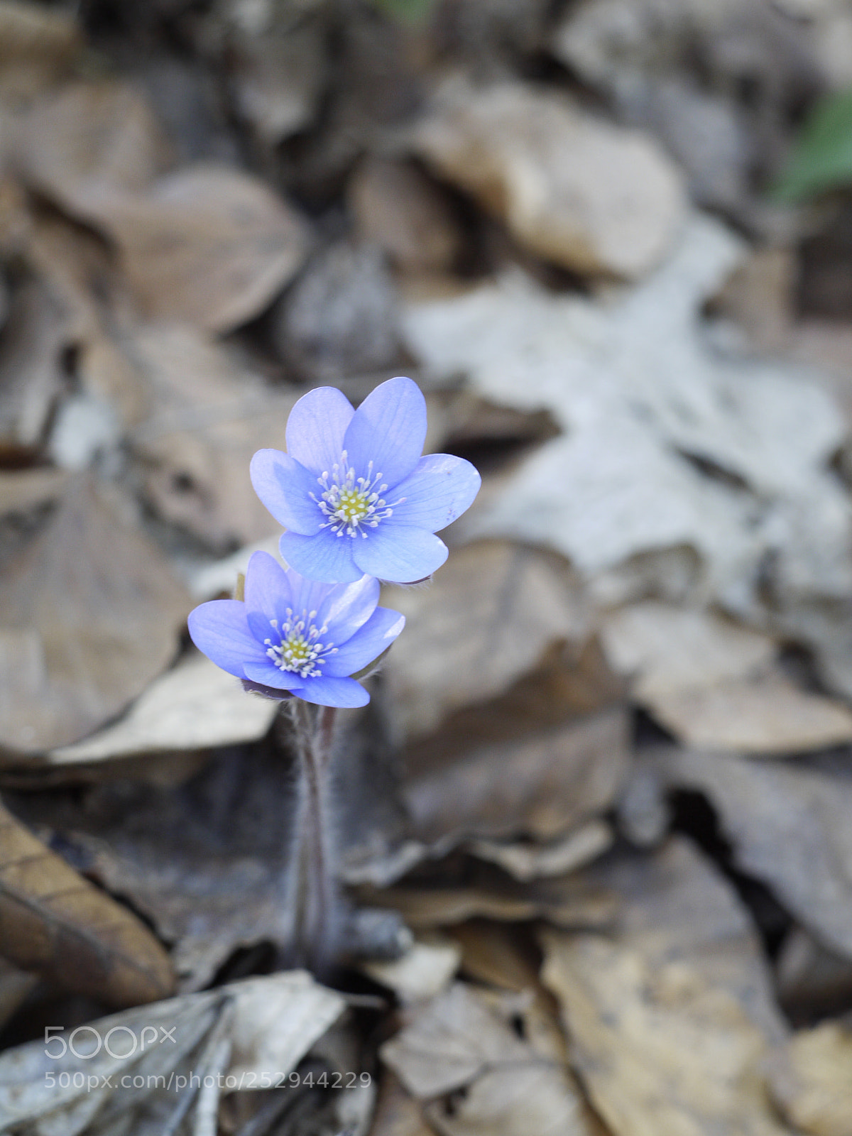 Panasonic Lumix DMC-G1 sample photo. Flower lovers photography
