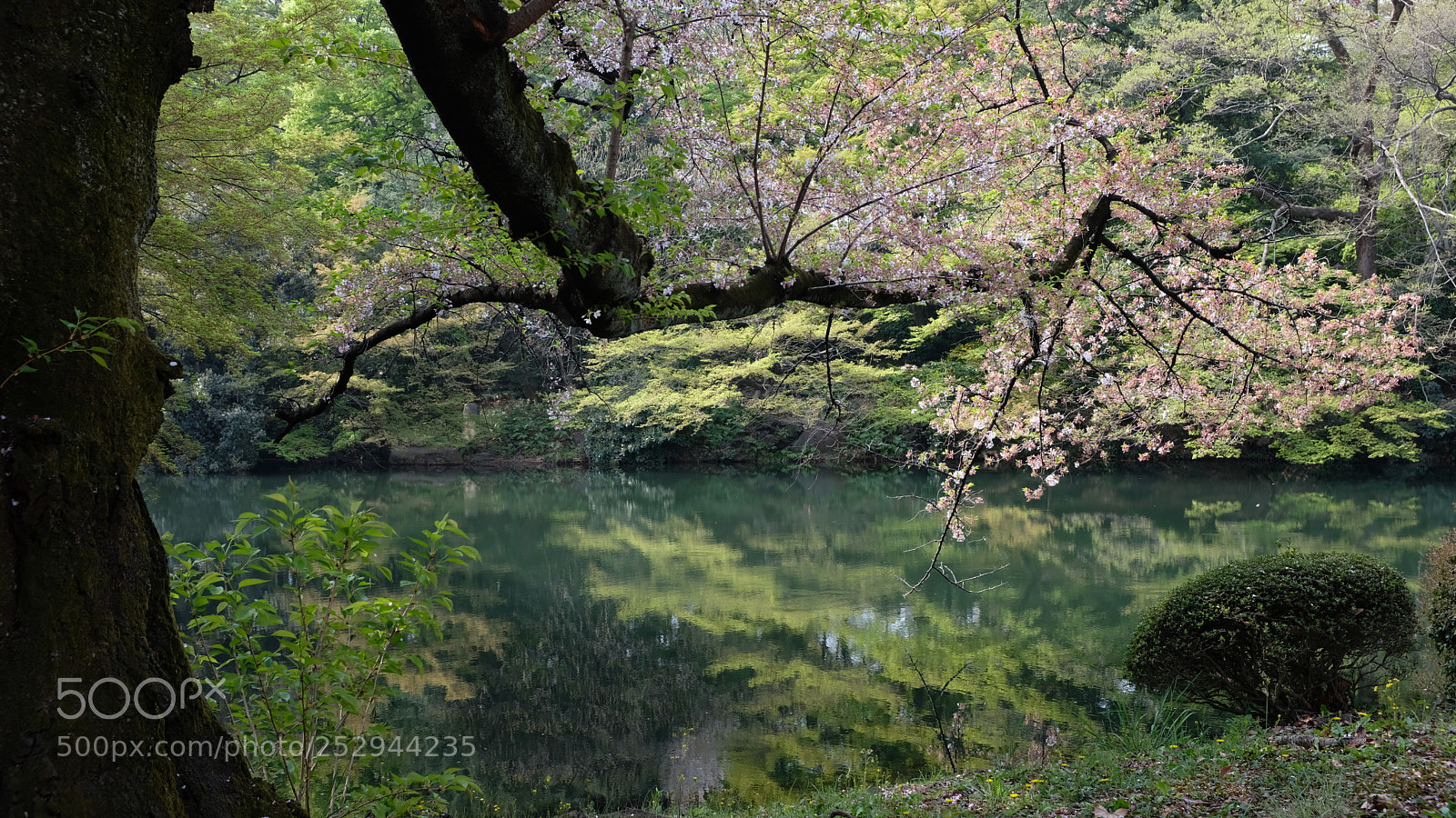 Fujifilm X100F sample photo. Shinjuku spring morning photography
