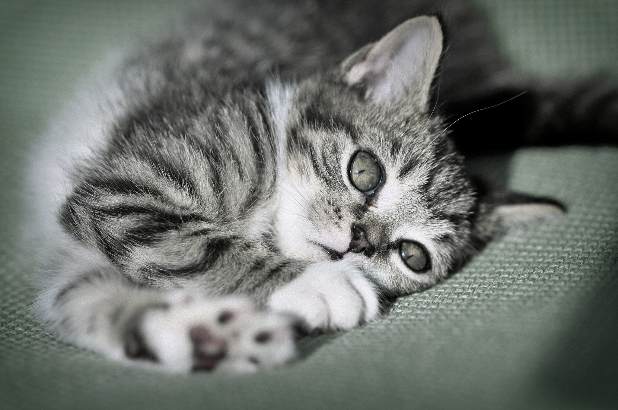 AF Micro-Nikkor 105mm f/2.8 sample photo. Cat photography