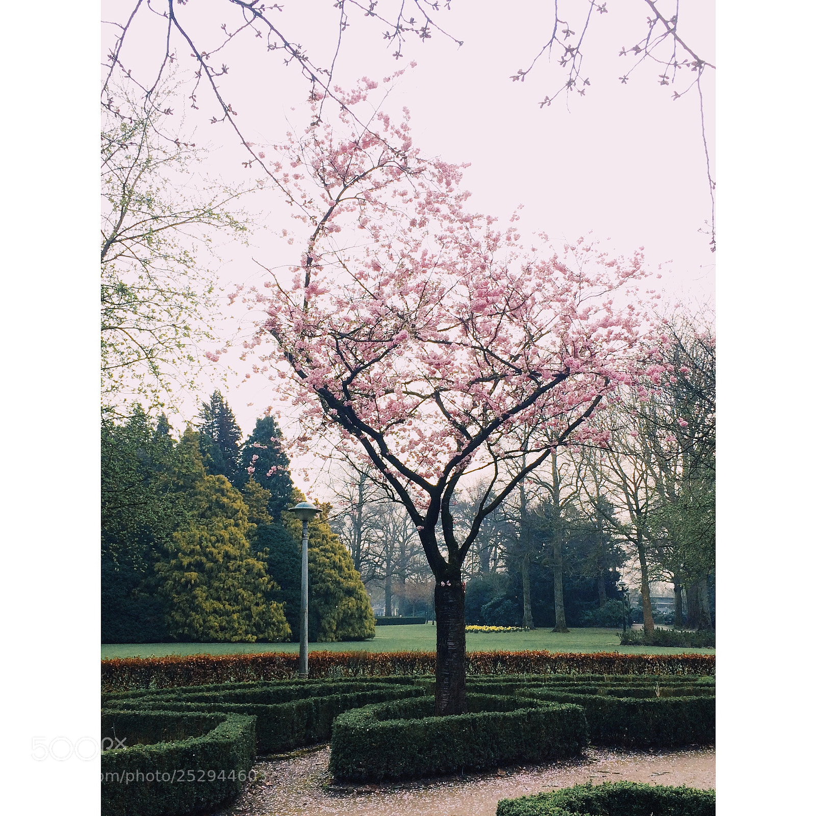 Apple iPhone 5s sample photo. Flower in volkspark enschede photography