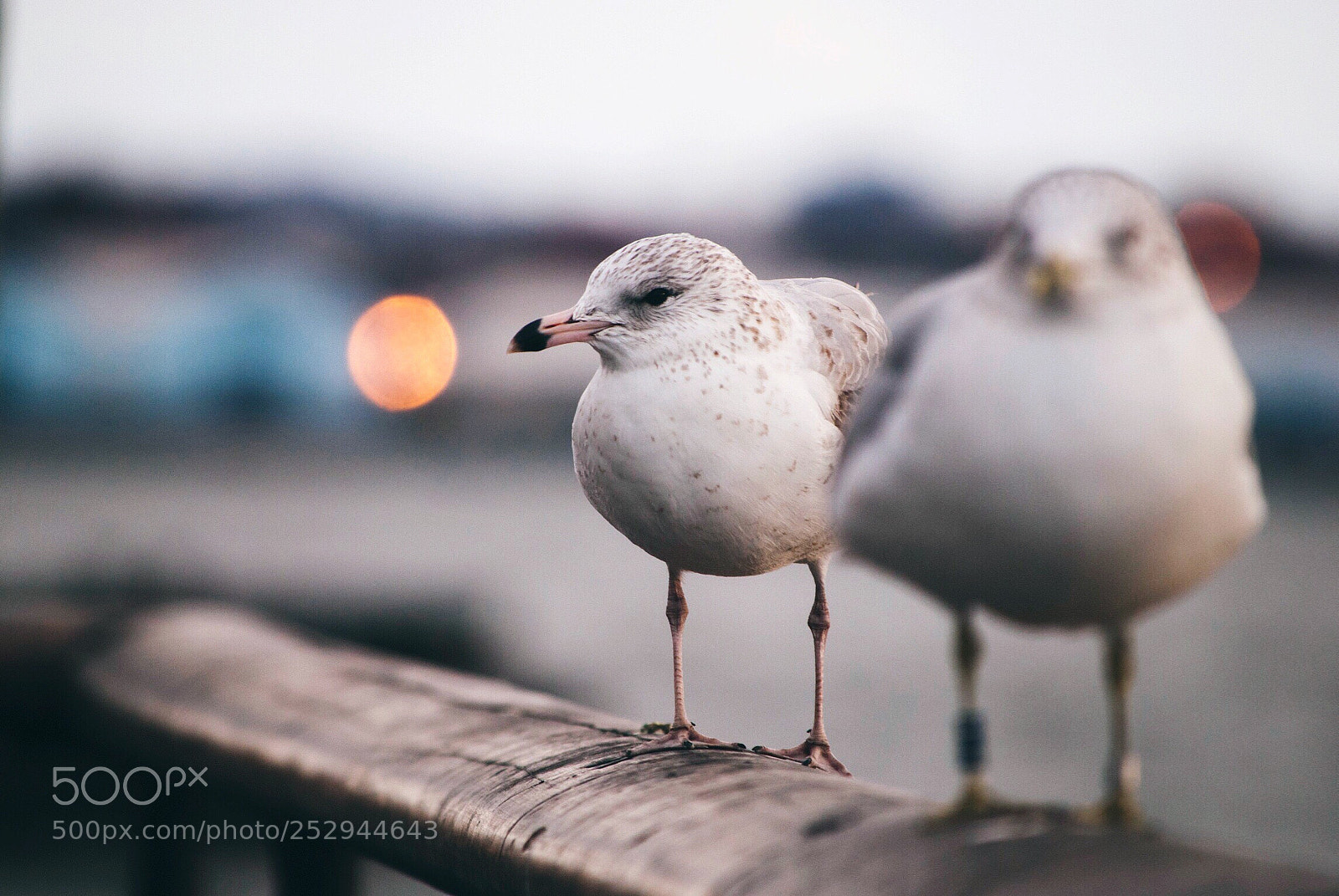 Nikon D3000 sample photo. The beauty of animals photography