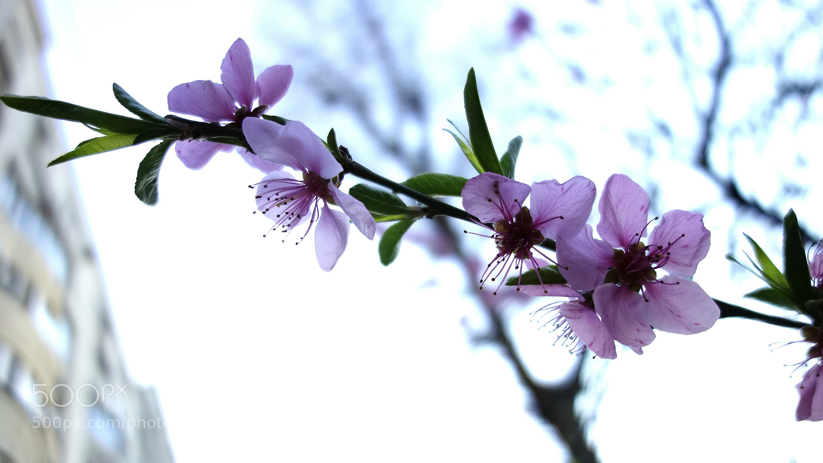 Sony Cyber-shot DSC-RX100 sample photo. Spring photography