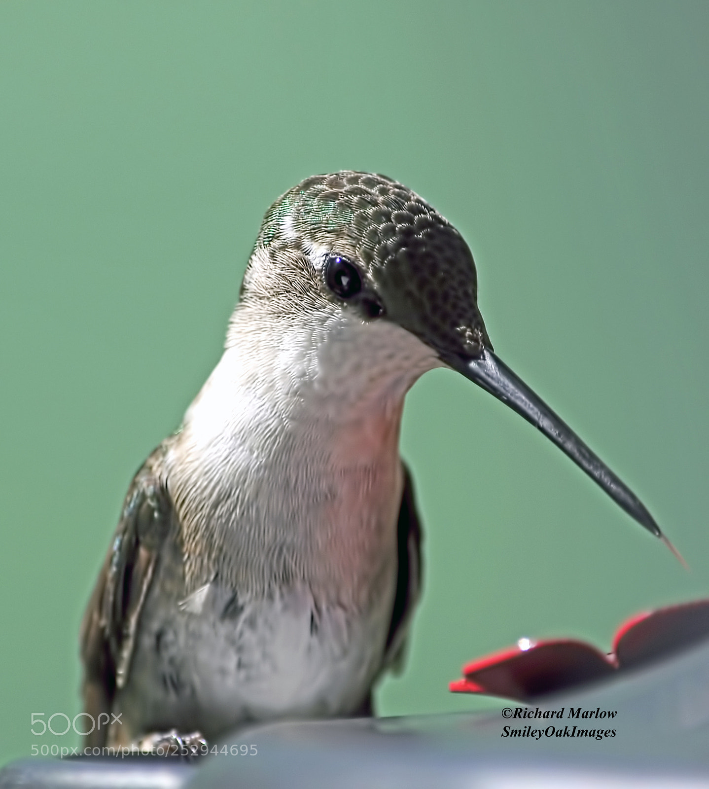 Nikon D5000 sample photo. Hummingbird photography