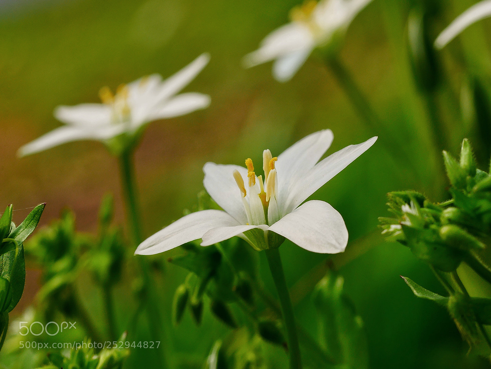 Panasonic Lumix DMC-GX85 (Lumix DMC-GX80 / Lumix DMC-GX7 Mark II) sample photo. ?... photography