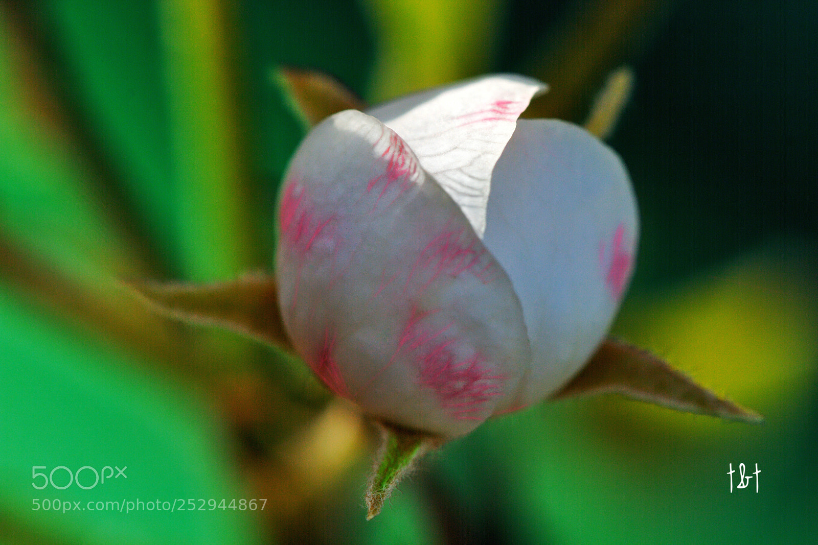 Canon EOS 7D sample photo. Untitled photography