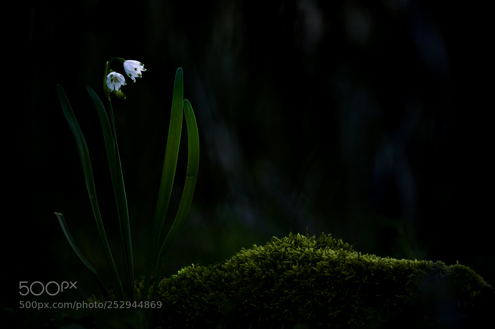 Nikon D610 sample photo. Forest bog photography