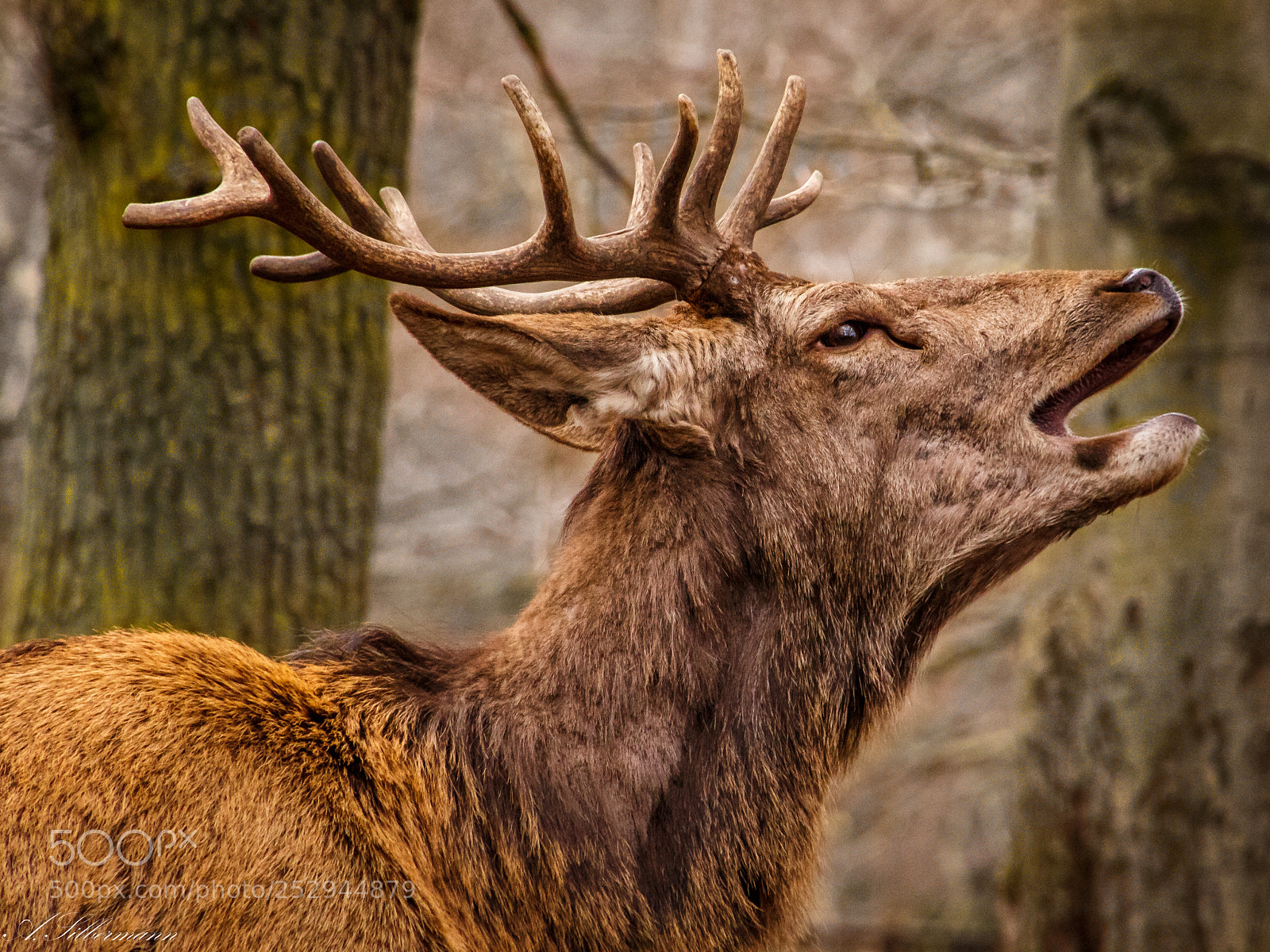 Canon EOS 700D (EOS Rebel T5i / EOS Kiss X7i) sample photo. Deer photography
