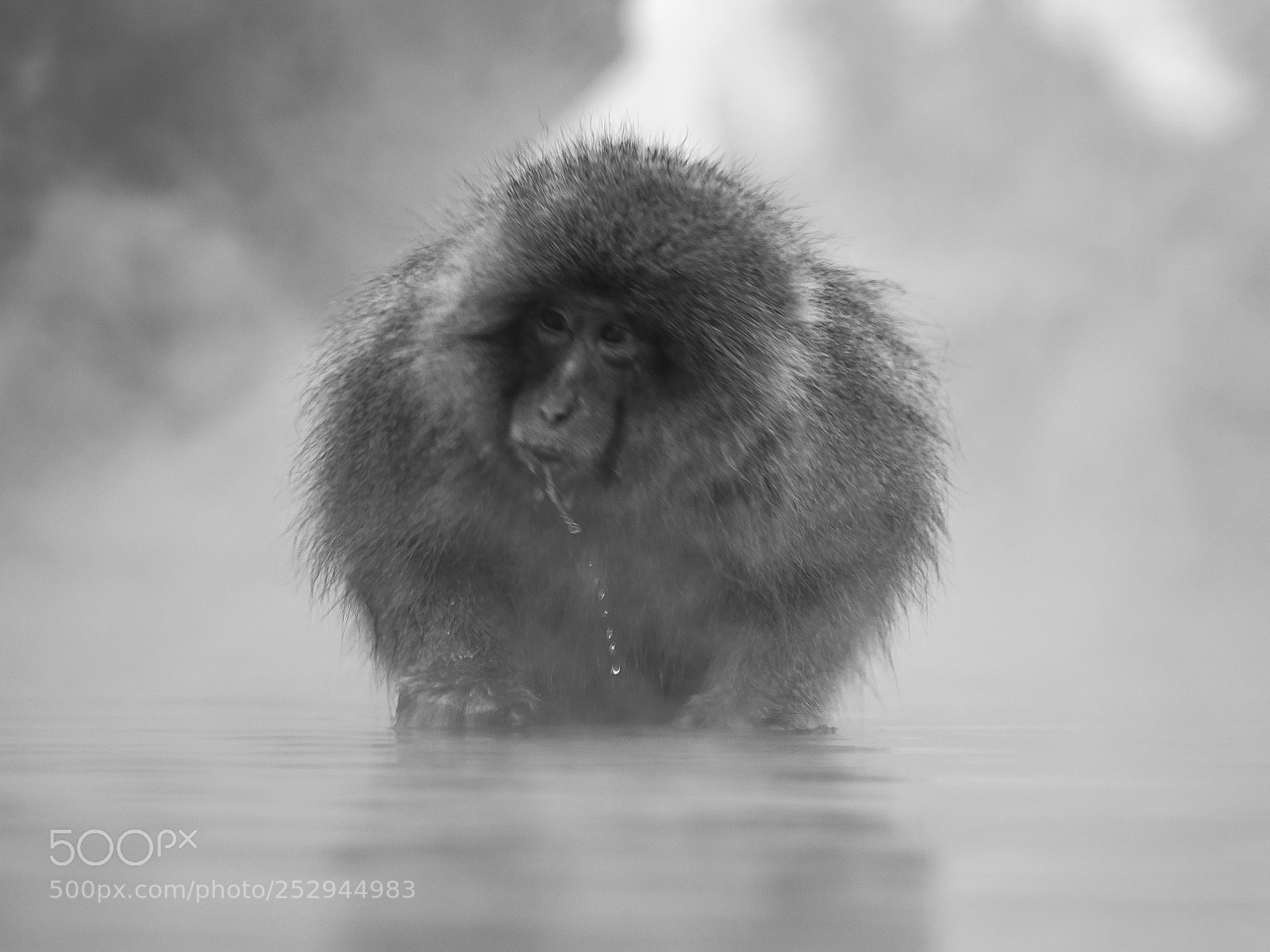 Olympus OM-D E-M5 II sample photo. Steamy snow monkey photography