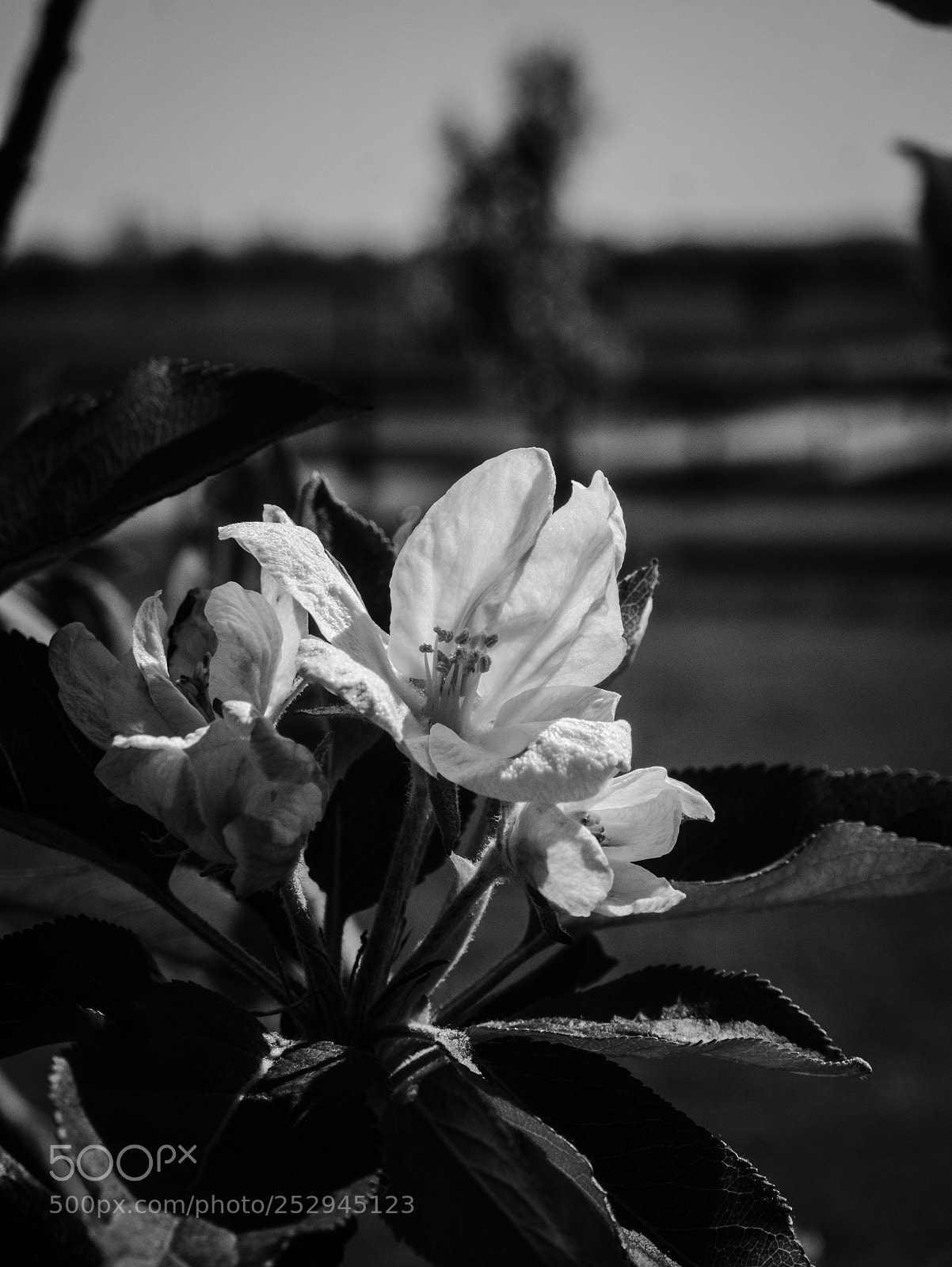 Panasonic Lumix DMC-G7 sample photo. Flower in bloom photography