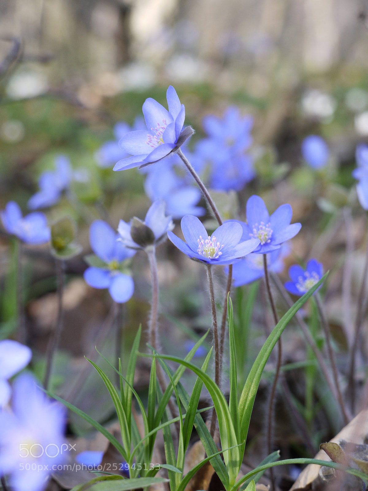 Panasonic Lumix DMC-G1 sample photo. Hepatica nobilis photography
