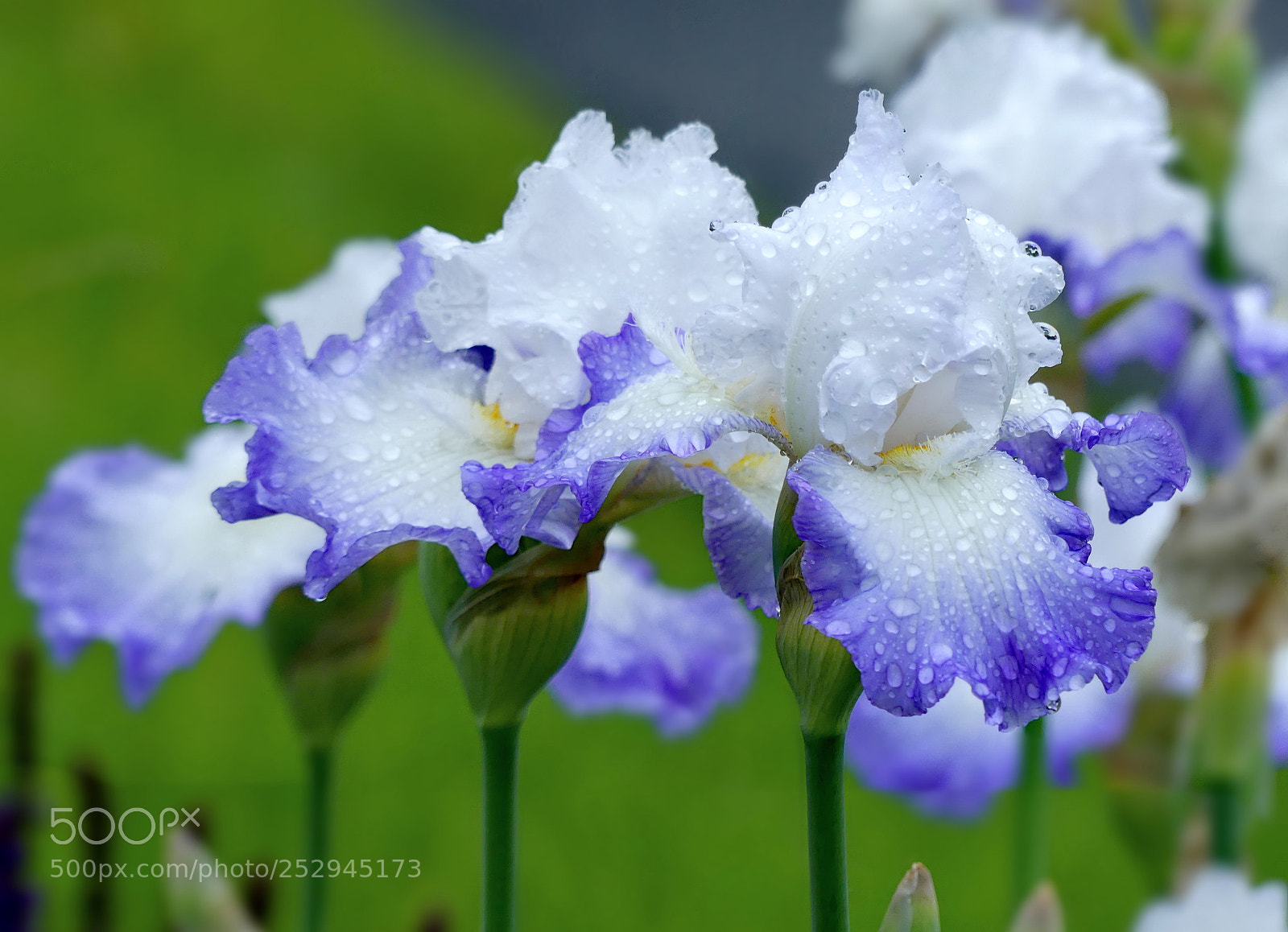 Panasonic Lumix DMC-FZ300 sample photo. Irises photography