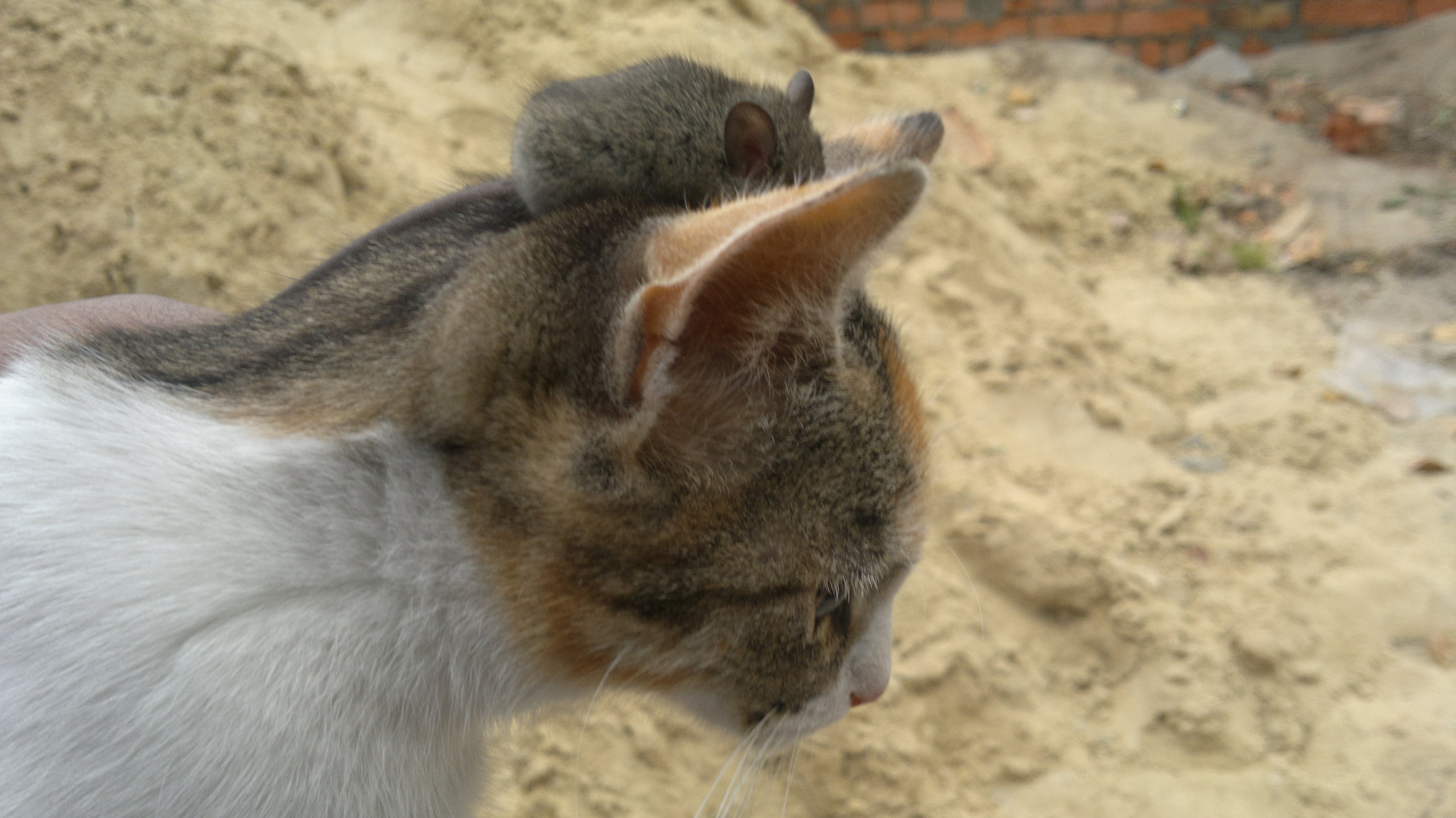 Nokia N8-00 sample photo. Find the mouse;) photography