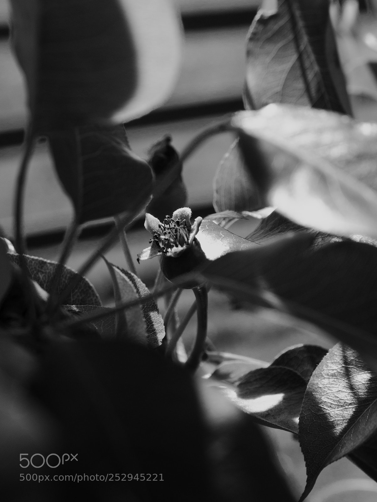 Panasonic Lumix DMC-G7 sample photo. Macro world photography