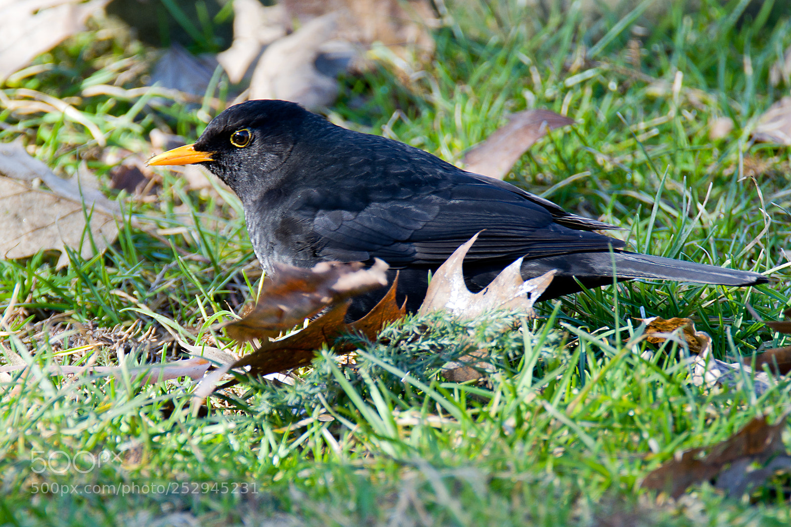Nikon D7100 sample photo. Turdus merula photography