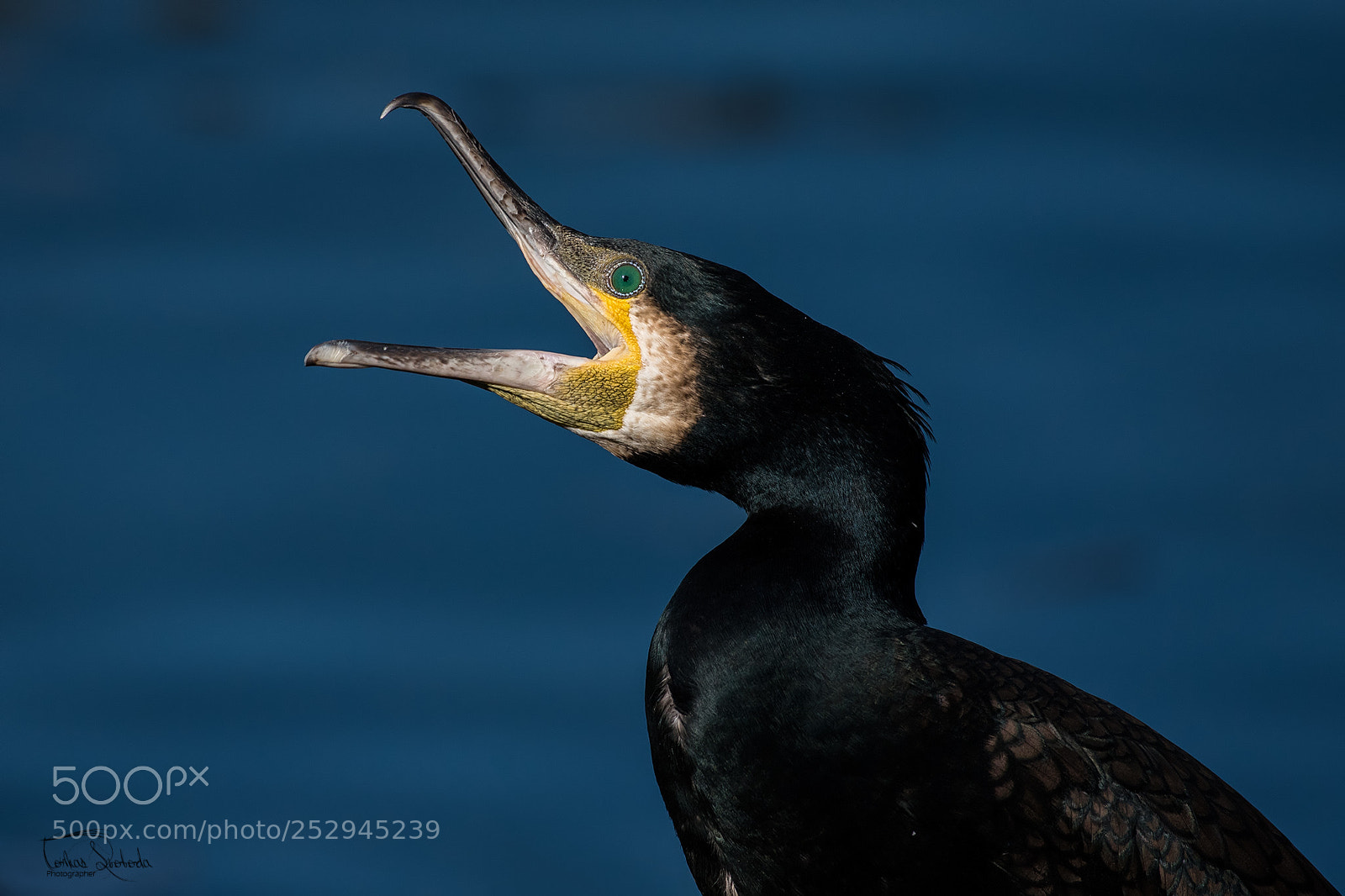Nikon D750 sample photo. The great cormorant phalacrocorax photography
