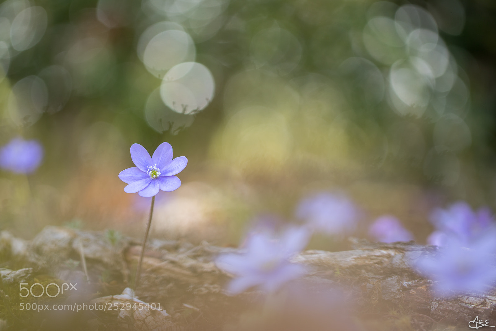 Canon EOS 6D Mark II sample photo. Dans les sous-bois photography